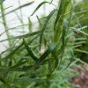 Le jardin suspendu de Nestin (nid d'araignée noire)après la tempête.Elodie Devin